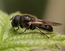 Cheilosia nebulosa (männlich)