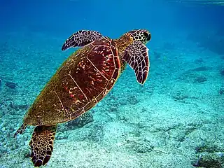 Suppenschildkröte