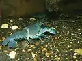 Großkrebs Cherax destructor