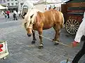 Braunwindfarbener, das Schwarz an den Beinen ist aufgehellt
