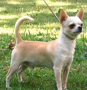 Chihuahua
