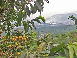Kaffeeanbau in Chinchiná