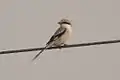 Keilschwanzwürger (Lanius sphenocercus)
