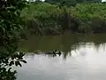 Panzernashorn im Wasser