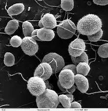 2014 Chlamydomonas reinhardtii