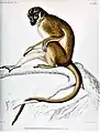 Cercopithecus werneri I.Geoffroy Saint-Hilaire 1850 illustriert von Werer im Jahr 1851