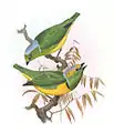 Gelbbrauen-Organistaus Philip Lutley Sclater: Exotic  Ornithology,1869