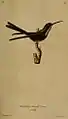 Kubasmaragdkolibri ♀ Lithografie von Christophe Annedouche