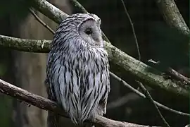 Habichtskauz (Strix uralensis)