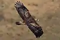Steinadler (Aquila chrysaetos)