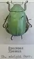 Chrysina adolphi