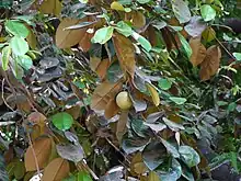 Mit Frucht
