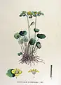 Illustration aus der Flora Batava