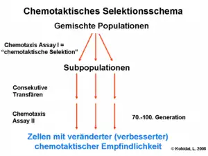 Chemotaktisches Selektionsschema