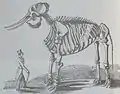Abbildung von Chunees Skelett (mit gefälschten Stoßzähnen), die Cross vertrieb