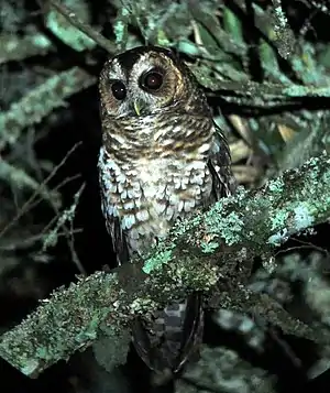Rötelkauz (Strix albitarsis)