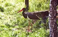 Adulter Vogel