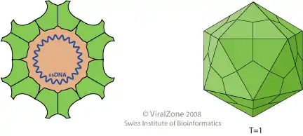 Schema eines Virions der Gattung Circovirus, Querschnitt und Seitenansicht. Zyklisches ssDNA-Genom, Haarnadelstruktur nicht gezeichnet