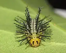 Ausgewachsene Raupe