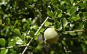 Pittosporum spinescens (Syn.: Citriobatus spinescens)