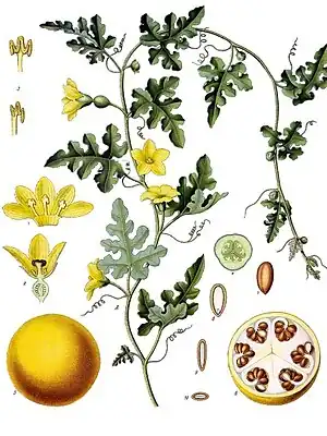 Koloquinte (Citrullus colocynthis)