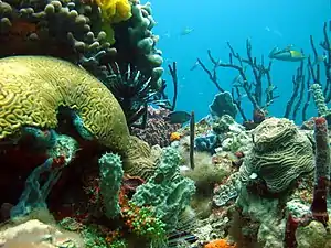 Tauchplatz: Cuidad de los peces, mitten in der Bucht.