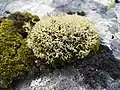 Igel-CaldonieCladonia uncialis