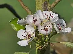 Blüten