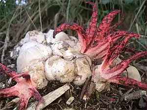 Tintenfischpilz (Clathrus archeri)
