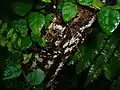 Clavulicium macounii