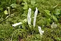 Runzeliger KeulenpilzClavulina rugosa
