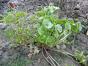 Gewöhnliches Tellerkraut (Winterportulak, Kubaspinat)