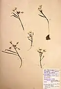 Claytonia virginica (die kleinen Knollen werden verwendet)