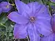 Clematis Elsa Späth