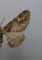 Cleora cinctaria ♂, mit gerundeter äußerer Querlinie