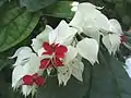 Der Losbaum (Clerodendrum thomsoniae) wird als Zierpflanze verwendet.