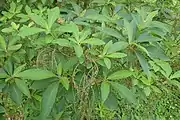Clethra barbinervis (Blätter)