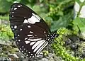 Euploea radamanthus radamanthus