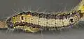ausgewachsene Raupe