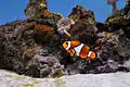 Clownfisch im Aquarium
