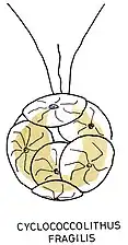 Illustration(Prymnesio­phyceaeincertae sedis)