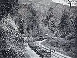 Ein Zug mit unbeladenen Langholzwagen im dichtbewachsenen Wald