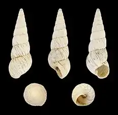 Cochlicella acuta raphidia(Blasse form)