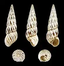 Cochlicella acuta raphidia(Gefärbte Form)