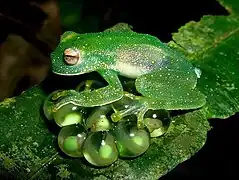 Centrolene savagei mit Gelege