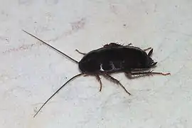 Orientalische Schabe25–30 mmdunkelbraun bis schwarz;♀ Flügel unterentwickelt,♂ ca. ¾ des Hinterleibs bedeckt
