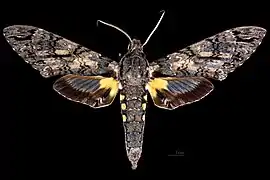 Cocytius antaeus ♂, Präparat