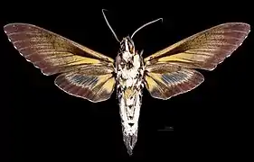 Cocytius antaeus ♂ △, Präparat