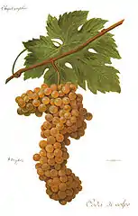 Coda di Volpe Bianco