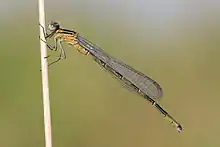 Vor einem einheitlichen grünlich braunen Hintergrund eine orange-ockerfarbene Libelle an einen Halm geklammert.